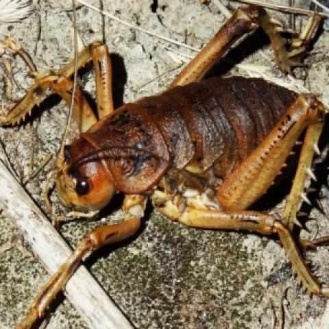 New Zealand Giant Weta